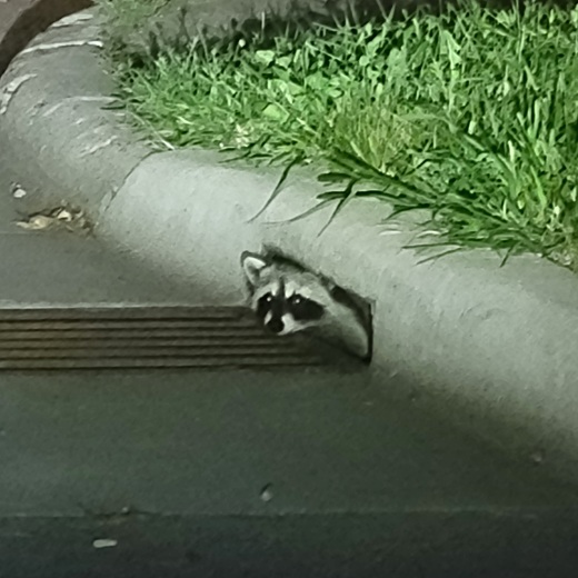 Raccoon peeking out of a gutter