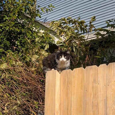 Tuxedo cat perched above a fence making eye contact